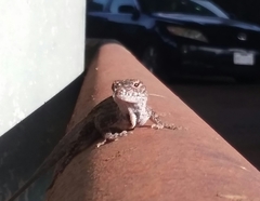 Anolis sagrei