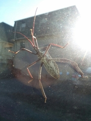 Acanthocephala declivis