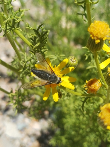 Macrocondyla infumata