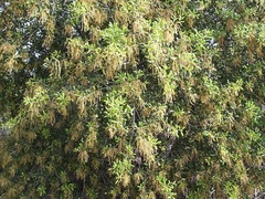 Quercus agrifolia