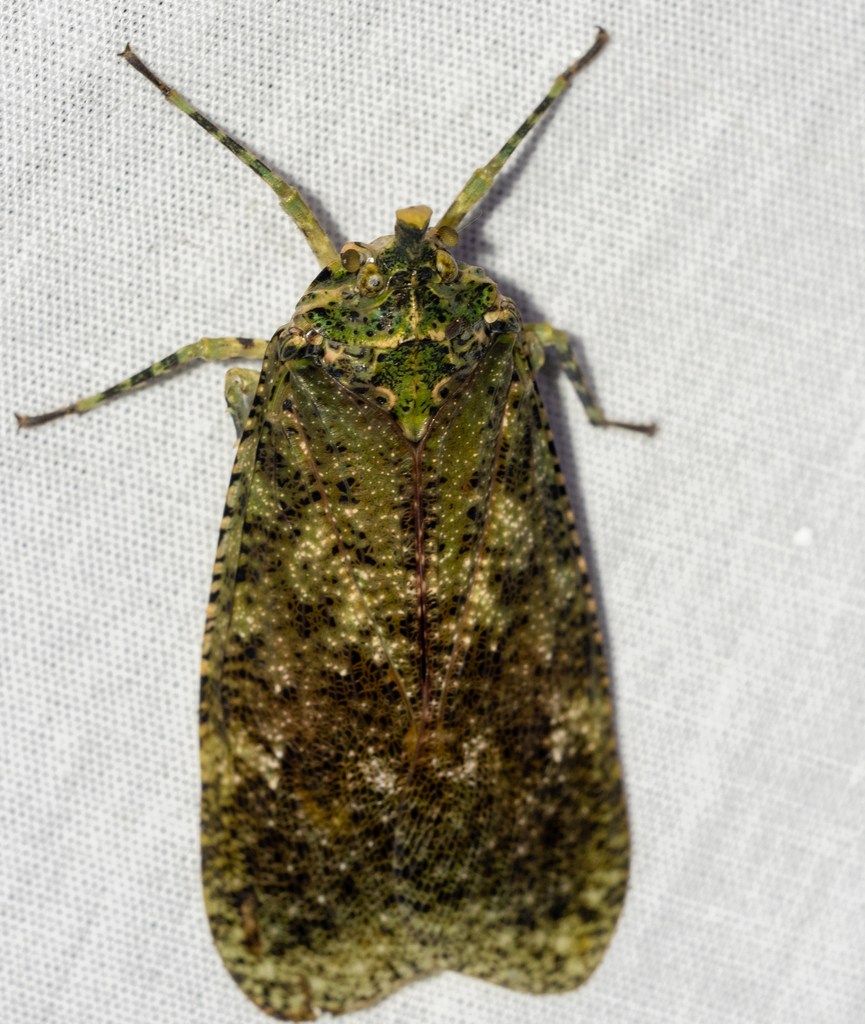 Diareusa kemneri