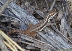 Cuban Curlytail Lizard photo 4