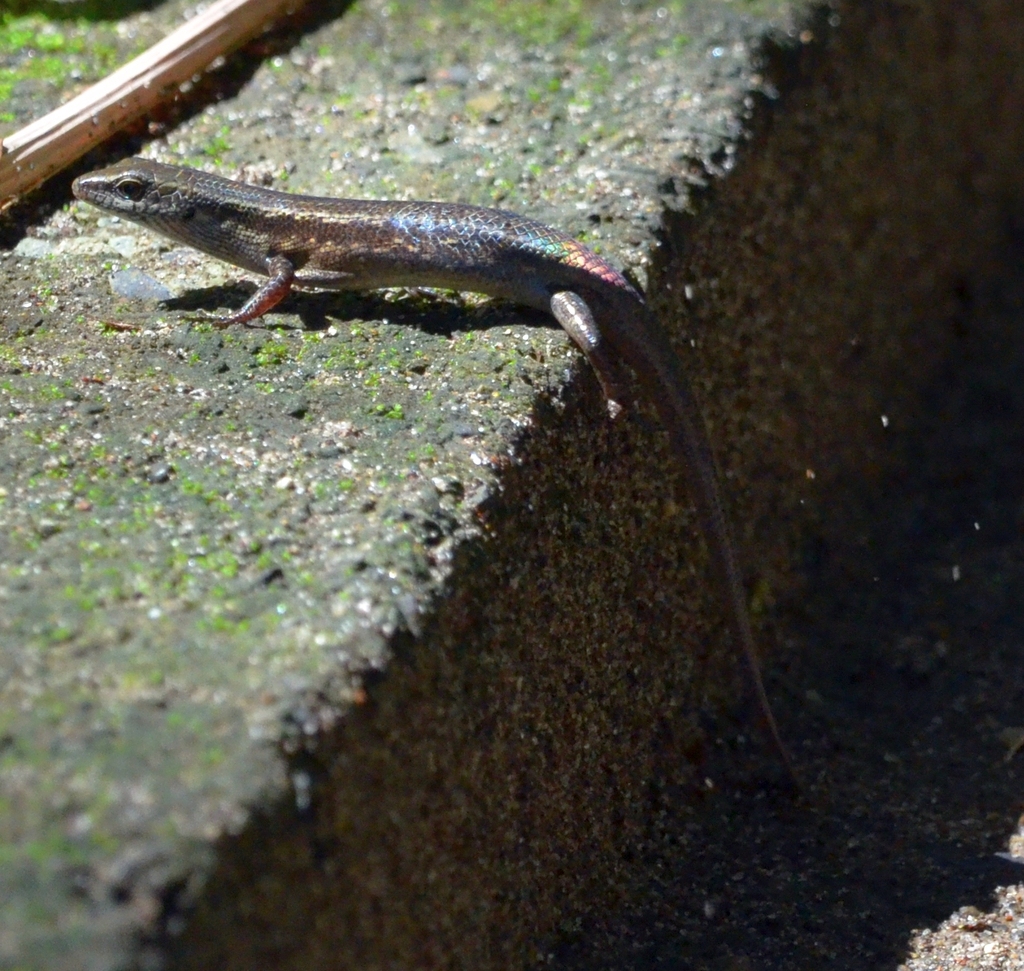 Mys' Rainbow Skink