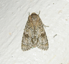 Acronicta rubricoma