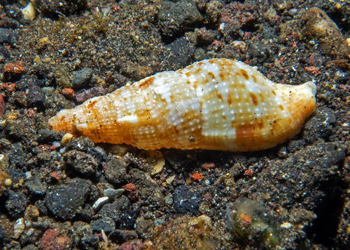 Colubraria obscura observed 2024-11-04