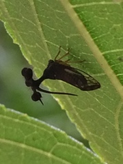 Bocydium globulare