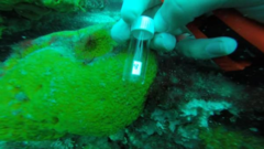 Stelletta maxima