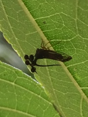Bocydium globulare