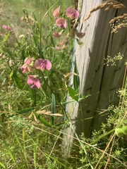 Lathyrus