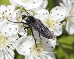 Empis pennipes