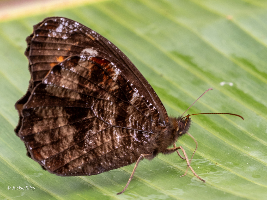 Panyapedaliodes muscosa