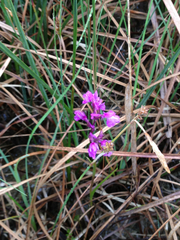 Anacamptis palustris