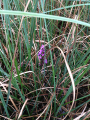 Anacamptis palustris