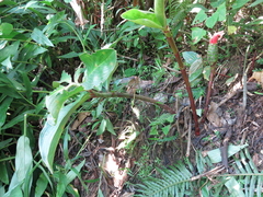 Costus amazonicus