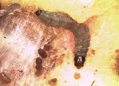 Strepsicrates ejectana