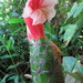 Costus amazonicus - Photo (c) Dave Skinner, some rights reserved (CC BY-NC), uploaded by Dave Skinner
