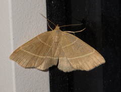 Trisateles emortualis