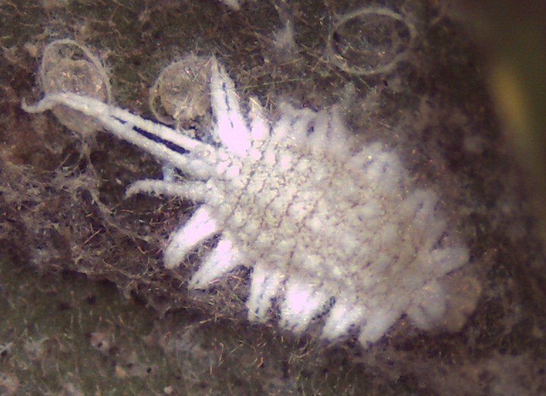 striped mealybug