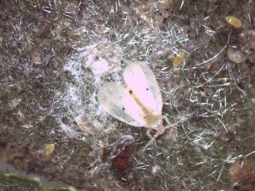whitefly