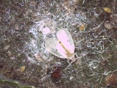 Metaleurodicus cardini