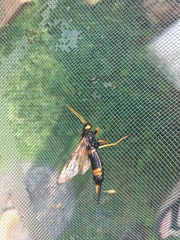 Urocerus flavicornis