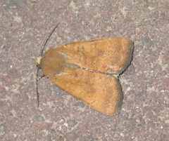 Noctua interjecta