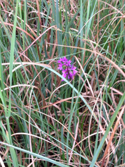Anacamptis palustris