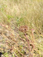 Daucus pusillus
