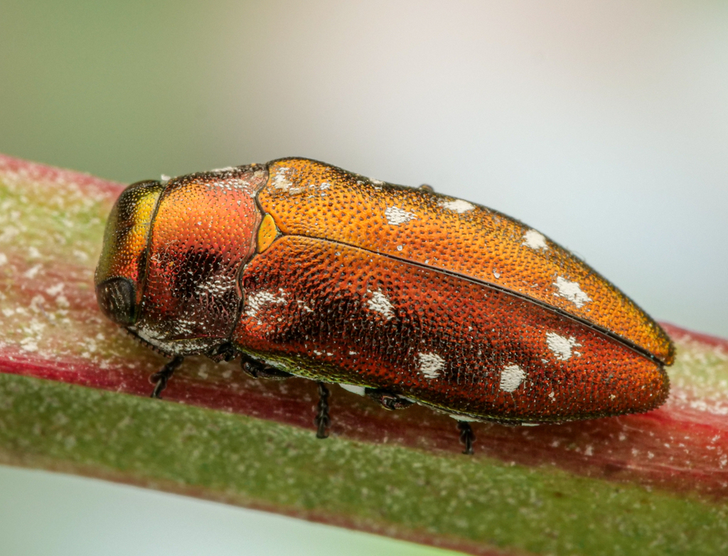 Diphucrania albosparsa
