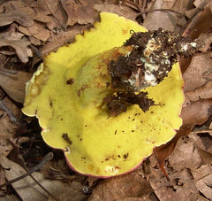 Boletus roodyi