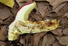 Boletus roodyi