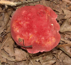 Boletus roodyi