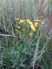 Jacobaea paludosa paludosa