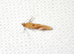 Epicallima formosella
