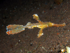 Ghost Pipefish