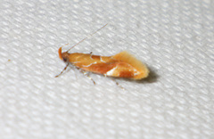 Epicallima formosella