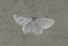Asthena albulata