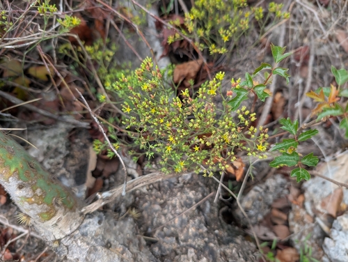Image of Paronychia virginica by (c) Conway Hawn, some rights reserved (CC BY)