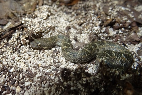 Guanahacabibes dwarf boa