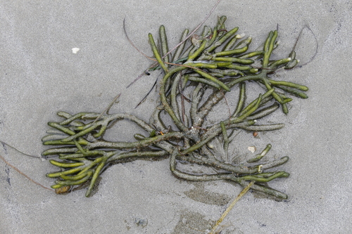 Photo of Dead Man's Fingers (Codium fragile)