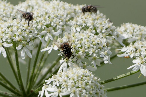 Graphomya maculata, 1775 Middenmeer, Netherlands, photo 10 of 10