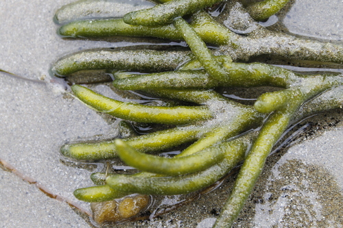 Photo of Dead Man's Fingers (Codium fragile)