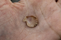 Chlamys hastata
