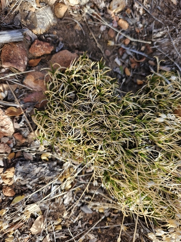 Mt. Dellenbaugh Sandwort (Eremogone aberrans)