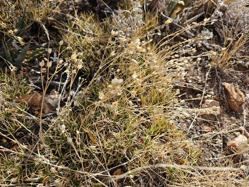 Image of Eremogone aberrans by no rights reserved