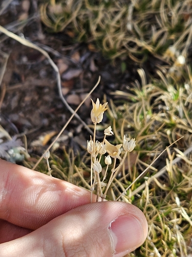 Image of Eremogone aberrans by no rights reserved