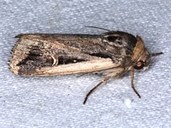 Proteuxoa tortisigna