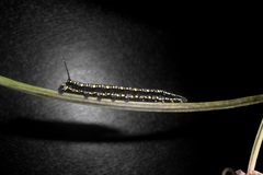 Theretra oldenlandiae