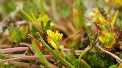 Ranunculus hyperboreus