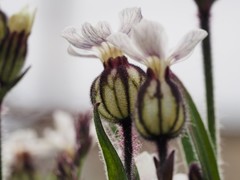 Silene involucrata